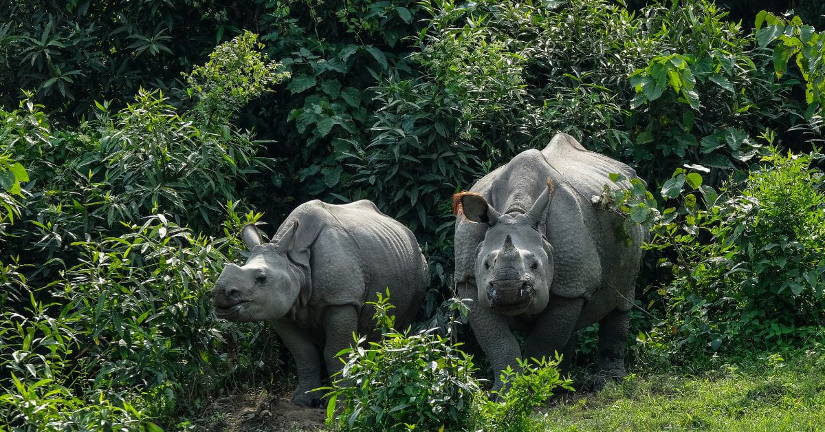 Jungle Safari